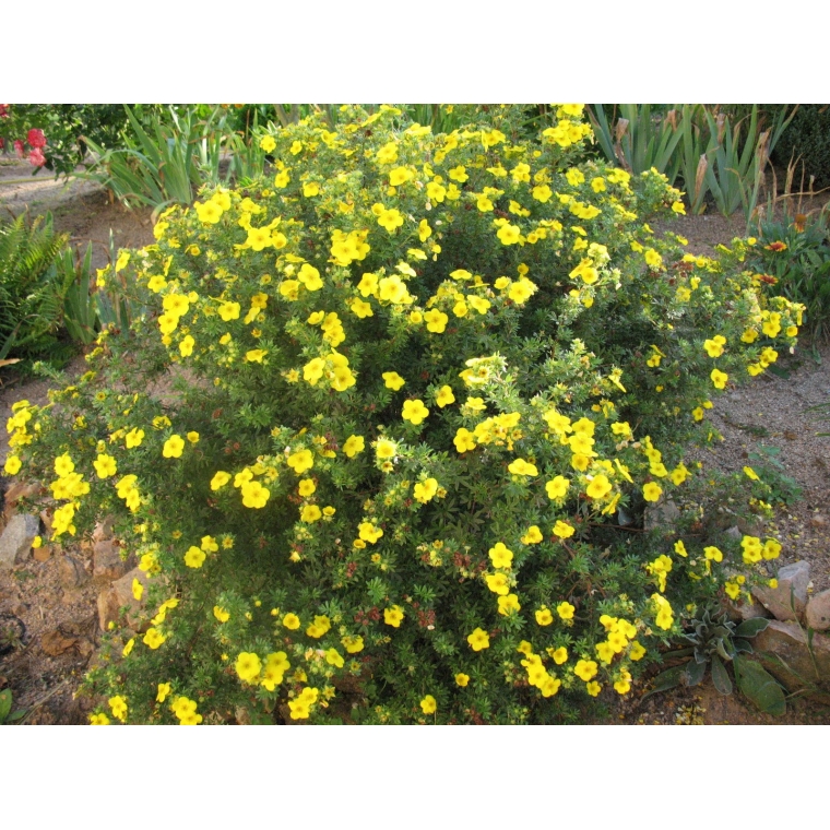 Potentilla fruticosa'Goldfinger' 
