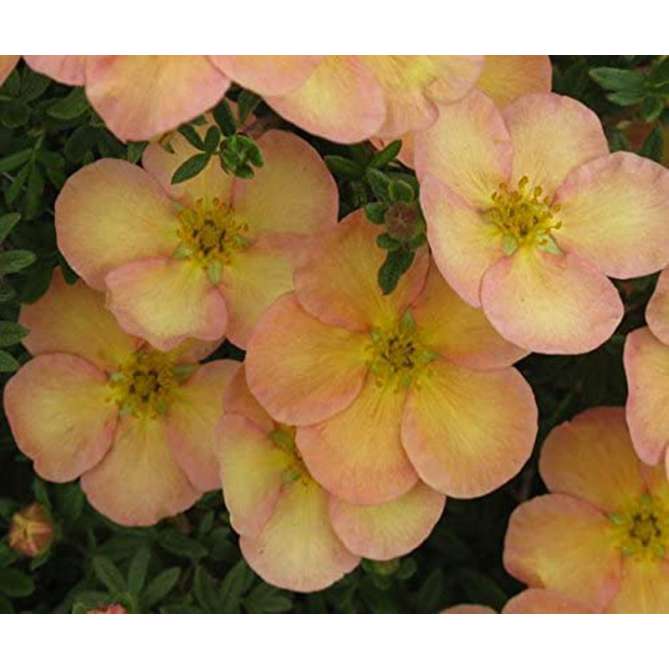 Potentilla fruticosa'Daydawn' 