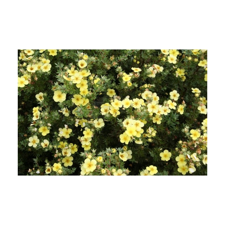 Potentilla fruticosa'Maanelys' 