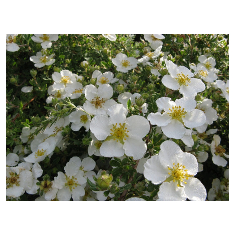 Potentilla fruticosa'Abbotswood' 