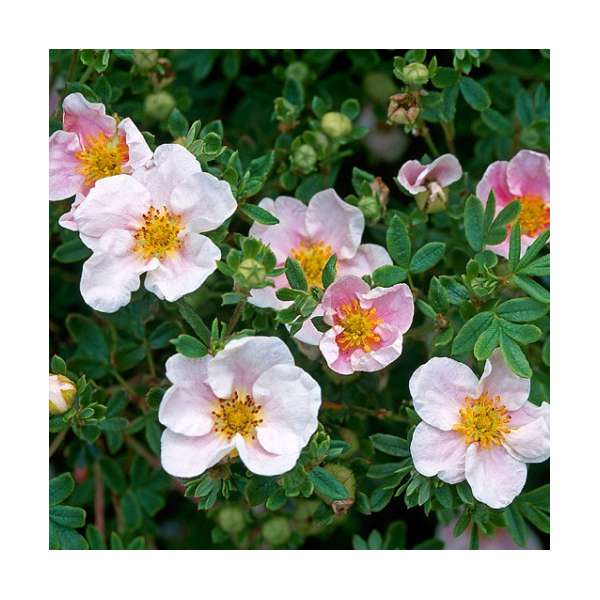Potentilla fruitcosa'Blinck Princess' 