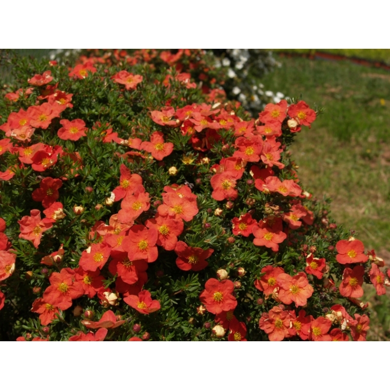 Potentilla fruticosa'Red Ace' 