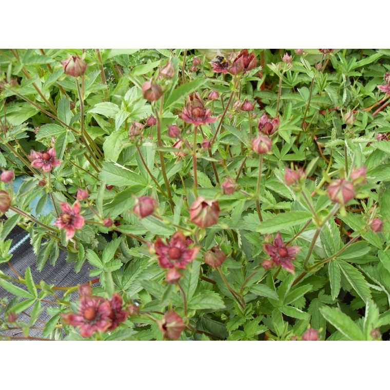 Potentilla palustris