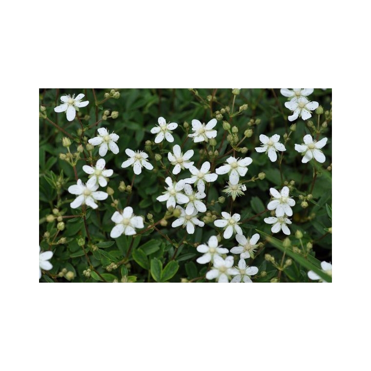 Potentilla tridentata'Nuuk'