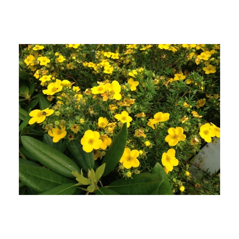 Potentilla fruticosa'Klondike' 