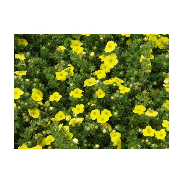 Potentilla fruticosa'Kobolt' 