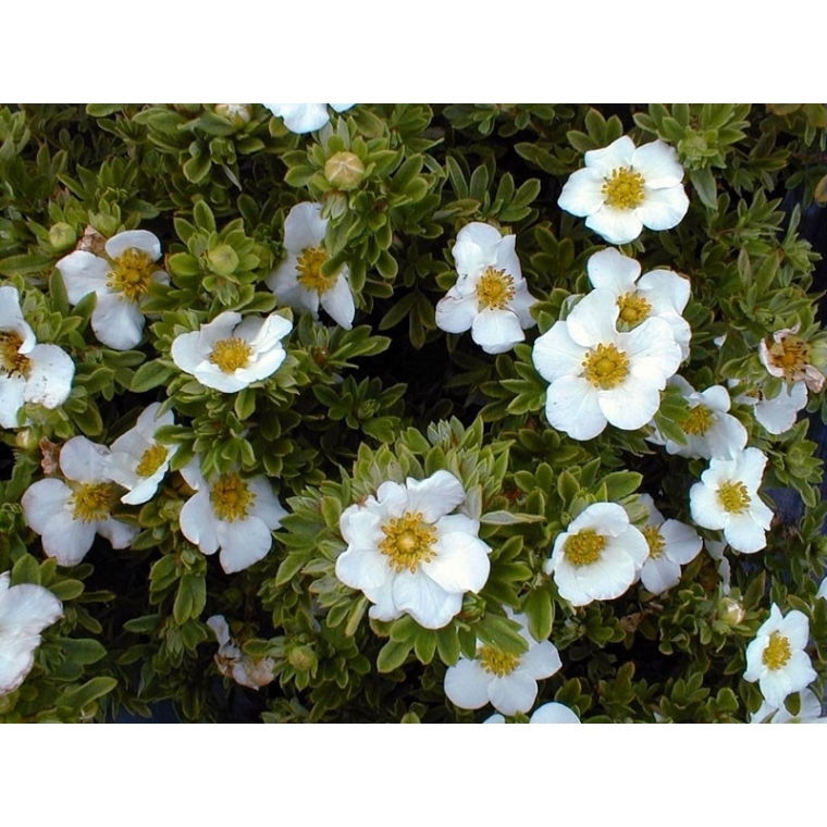 Potentilla fruticosa'Tilford Cream' 