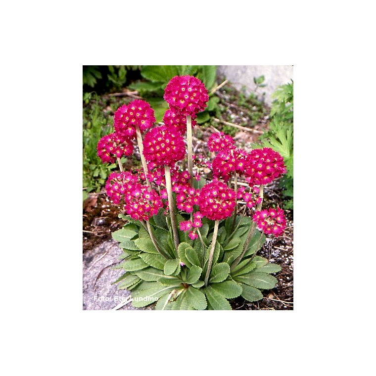 Primula denticulata'Rubin'