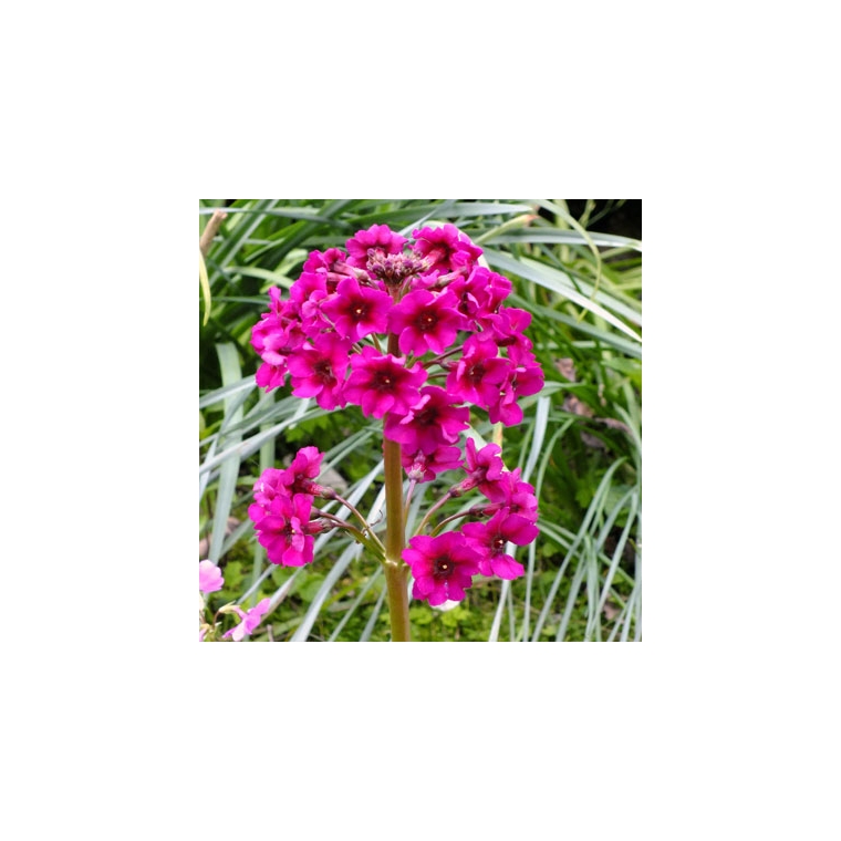 Primula japonica'Carminea'