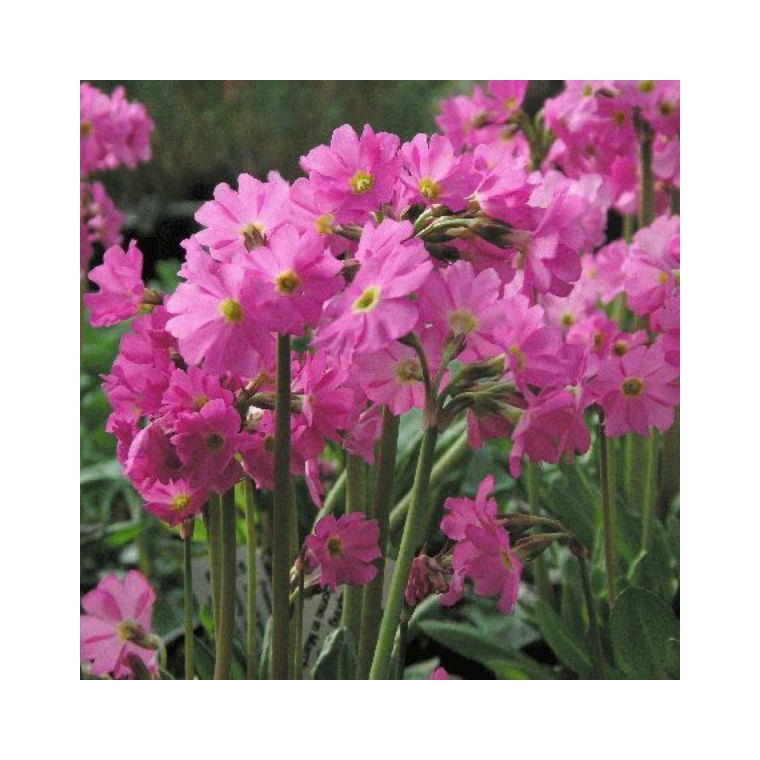 Primula rosea'Grandiflora'