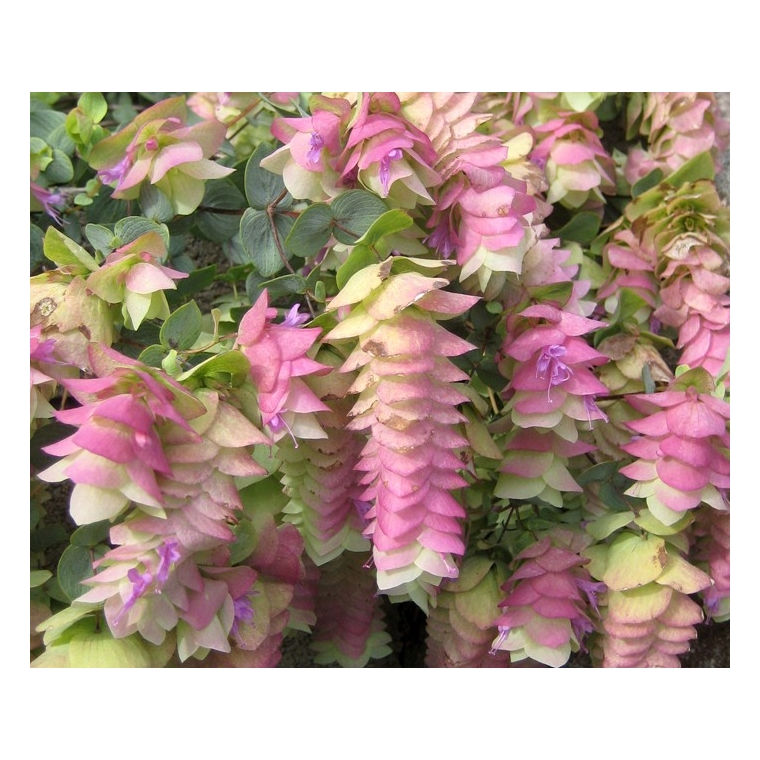 Origanum rotundifolium'Kent Beauty'