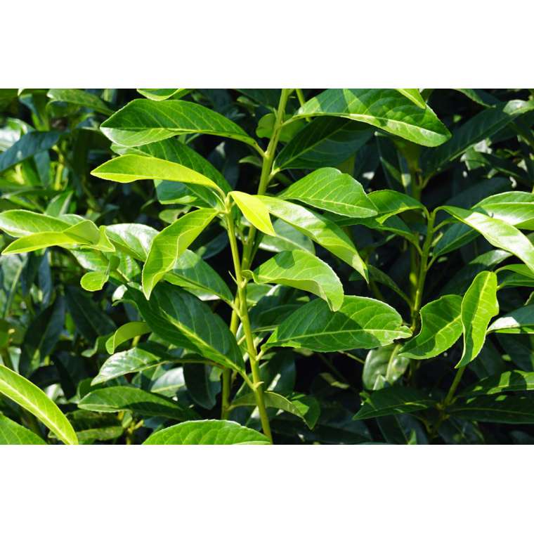 Prunus laurocerasus'Mariblon' 