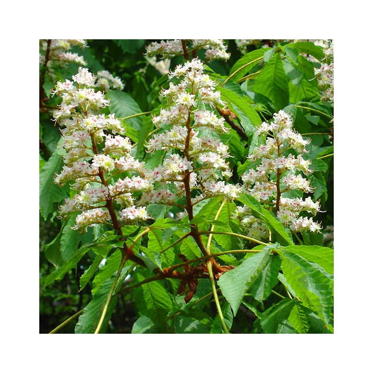 Aesculus hippocastanum 