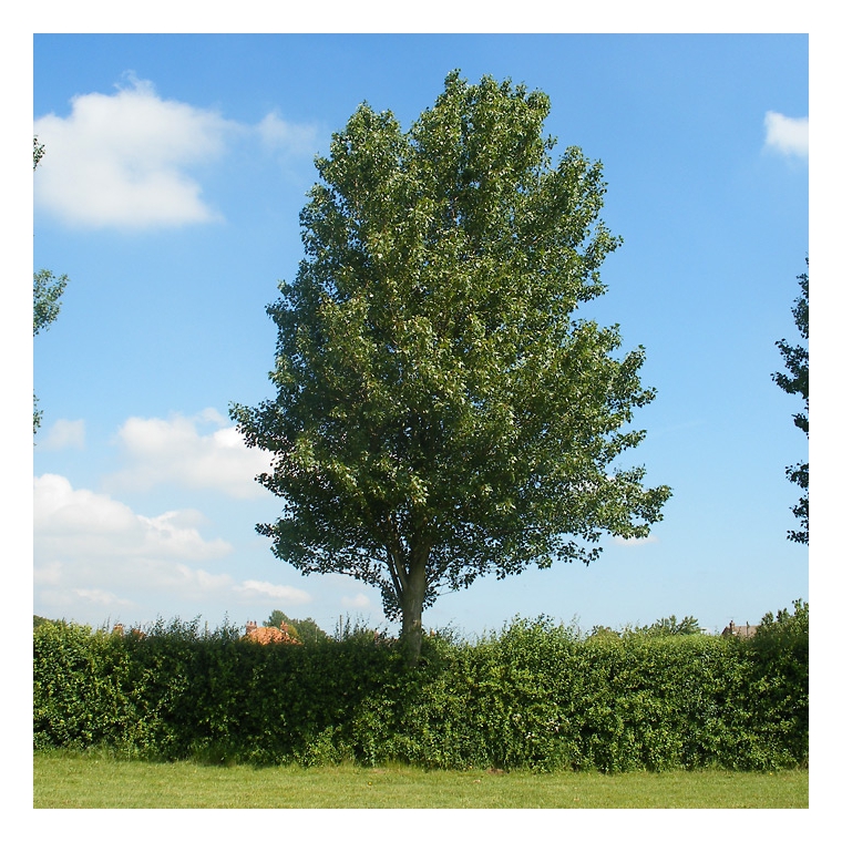 Populus alba 