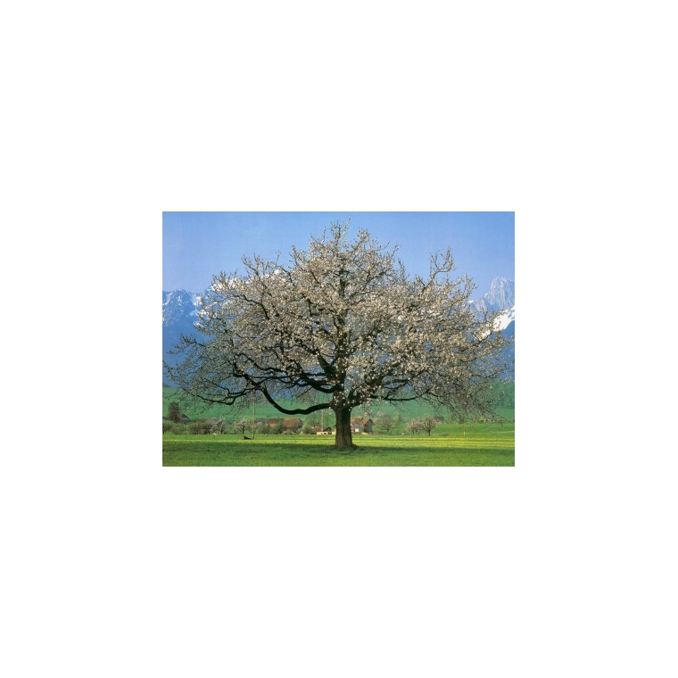 Prunus avium 