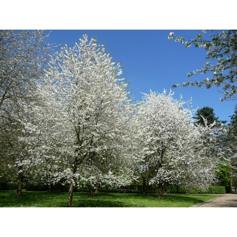 Prunus avium'Plena' 