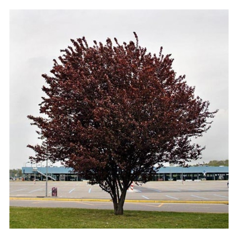 Prunus cerasifera'Nigra' 