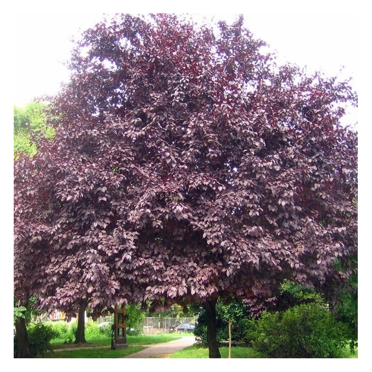 Prunus cerasifera'Nigra' 