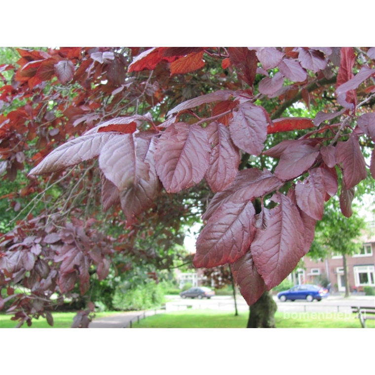 Prunus
