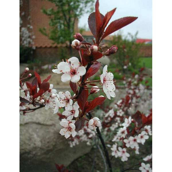 Prunus cistena 