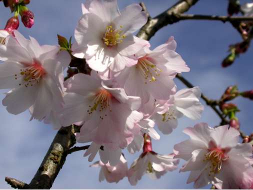 Prunus incisa'Mikinori' 
