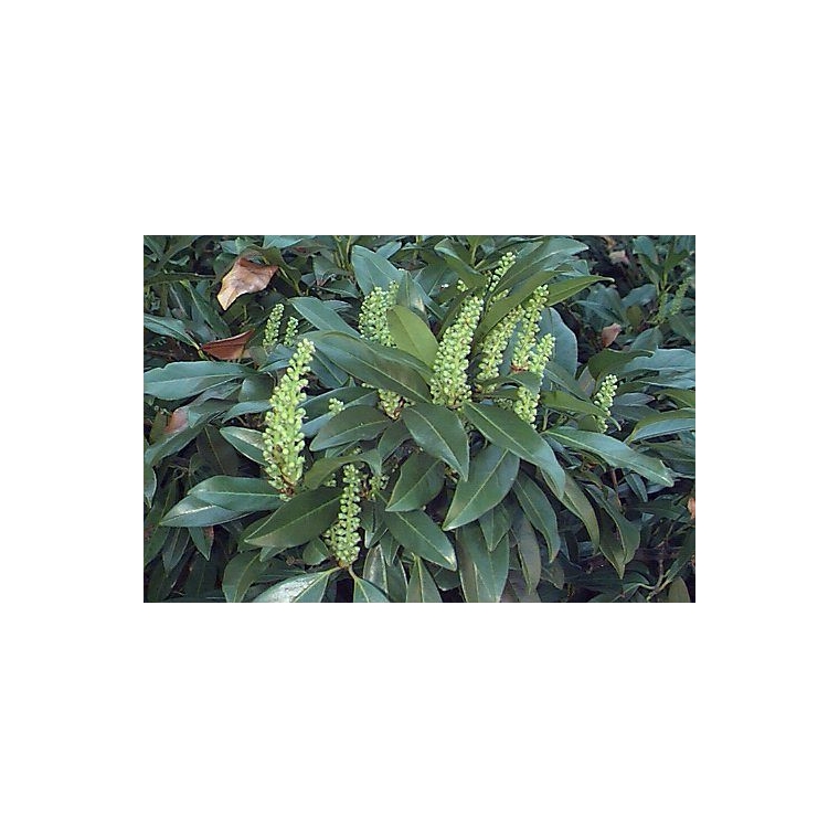 Prunus laurocerasus'Zabeliana' 