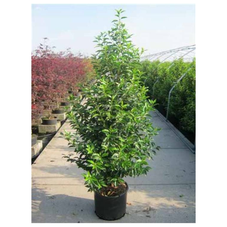 Prunus lusitanica'Angustifolia' 