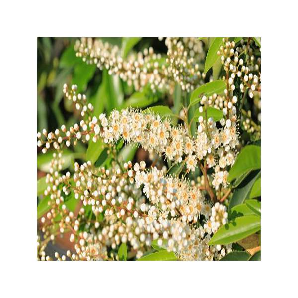 Prunus laurocerasus'Brenelia' 