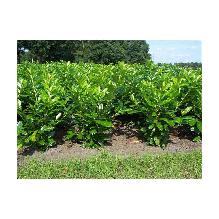 Prunus laurocerasus'Novita' 