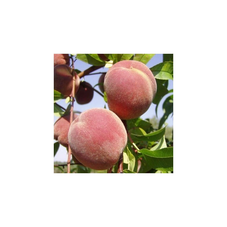 Perzik (Prunus persica'Peregrine') 