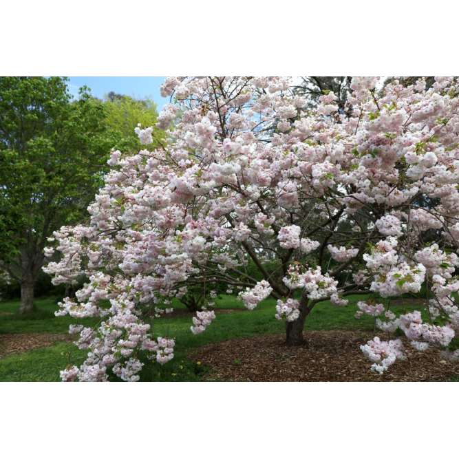 Prunus serrulata'Shimidsu' 