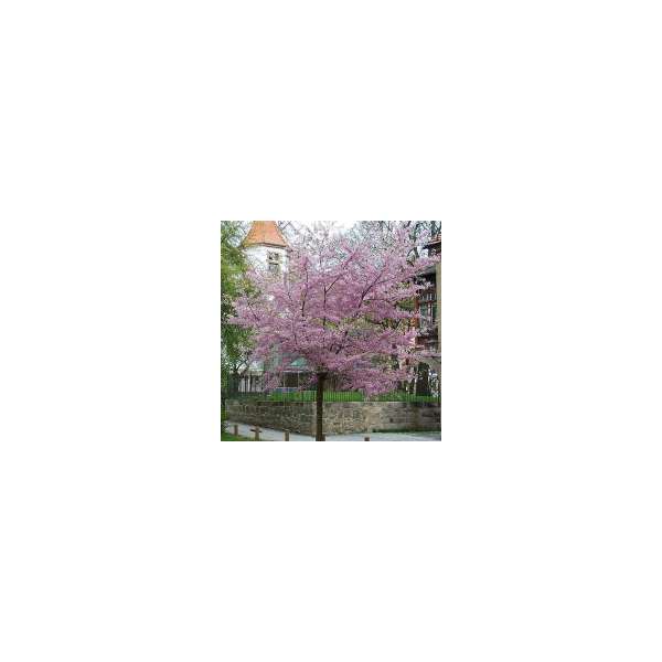 Prunus subhirtella'Autumnalis Rosea' 