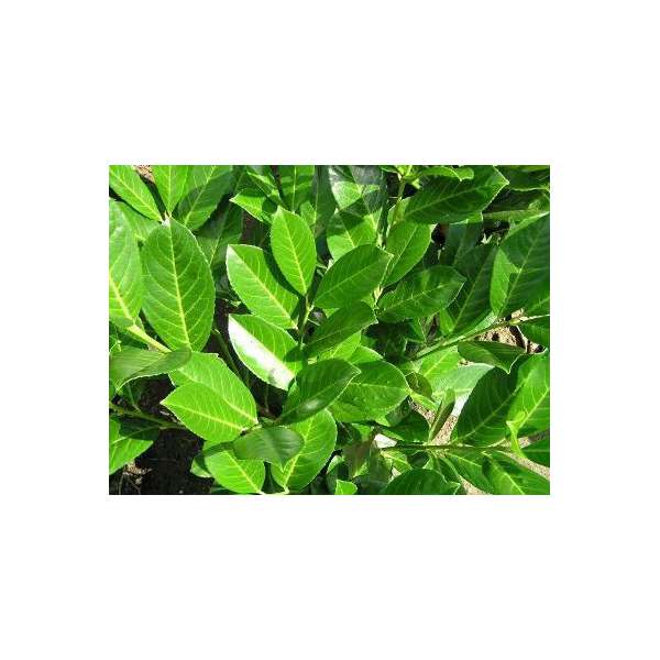 Prunus laurocerasus'Rotundifolia' 