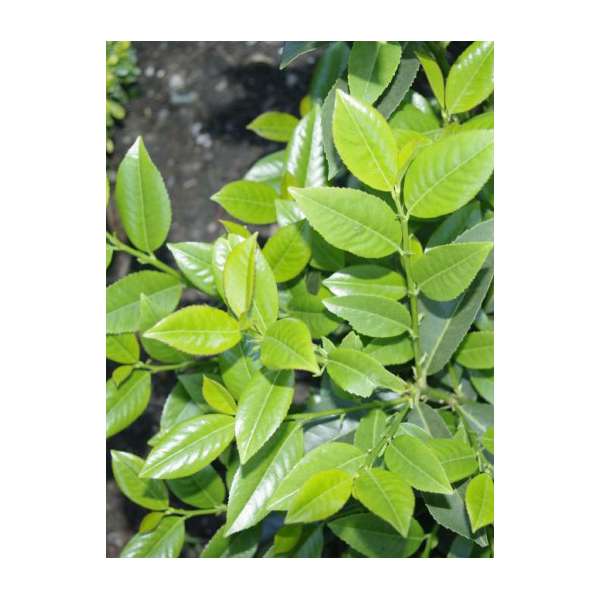 Prunus laurocerasus'Piranha' 