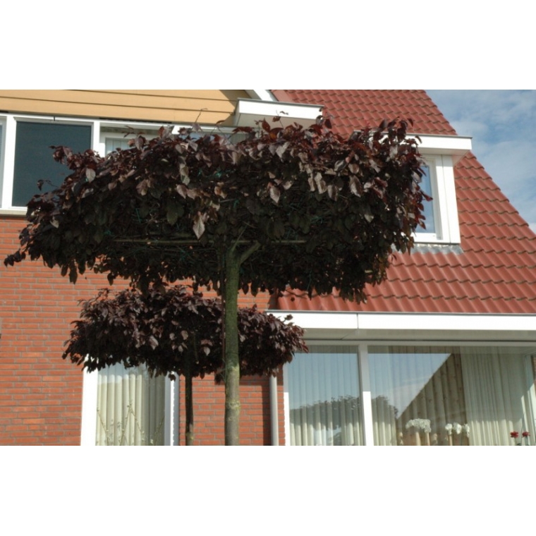 Prunus cerasifera'nigra' dakvorm 