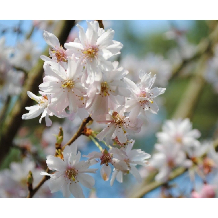 Prunus subhirtella'Autumnalis' 