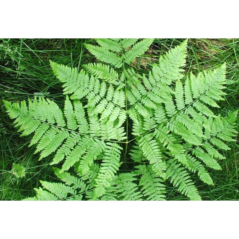Pteridium aquilinum