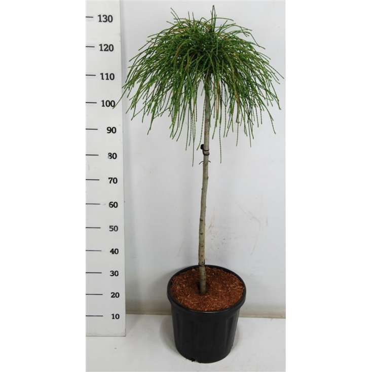 Thuja plicata'Whipcord' 