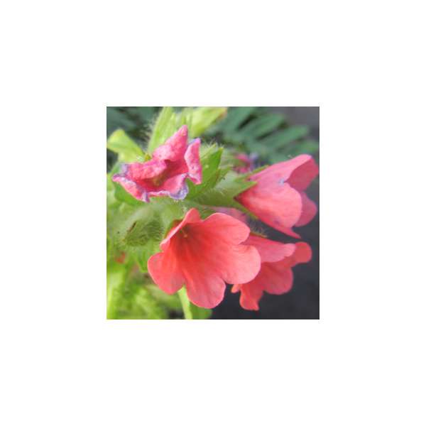 Pulmonaria rubra'Bowles Red'