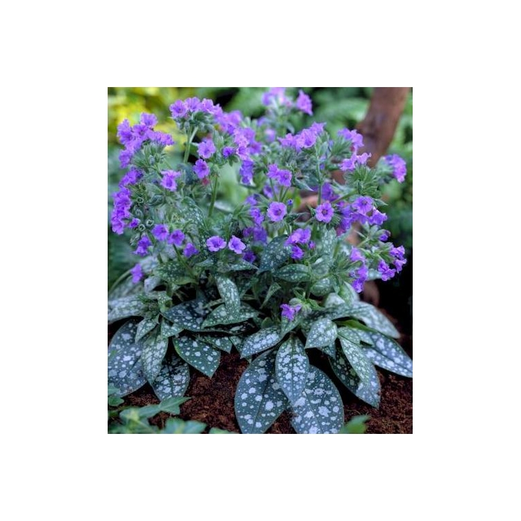 Pulmonaria'Trevi Fountain' 