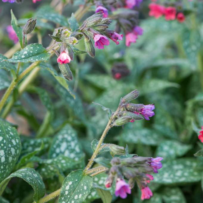 Pulmonaria'Victorian Brooch'