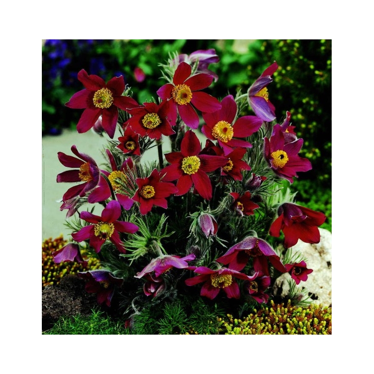 Pulsatilla vulgaris'Rubra'