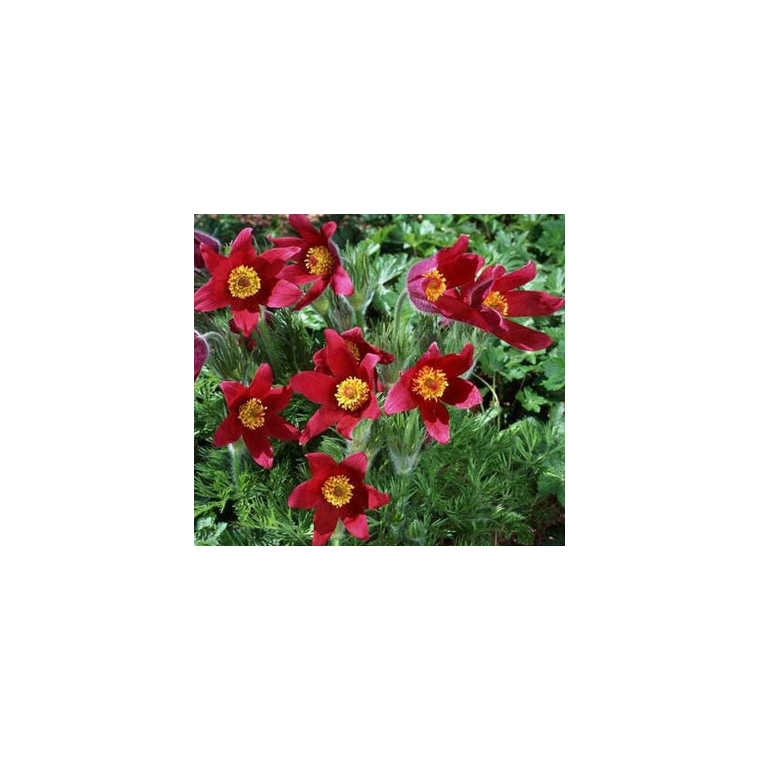 Pulsatilla vulgaris'Röde Klokke'