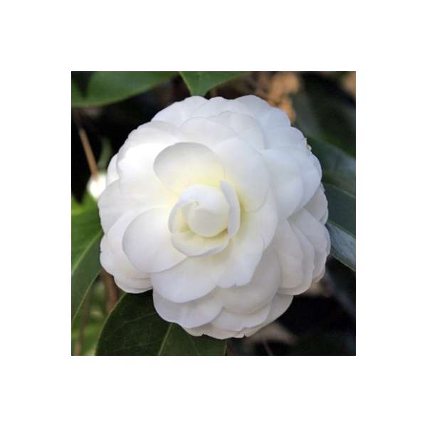 Camellia japonica'Purity' 