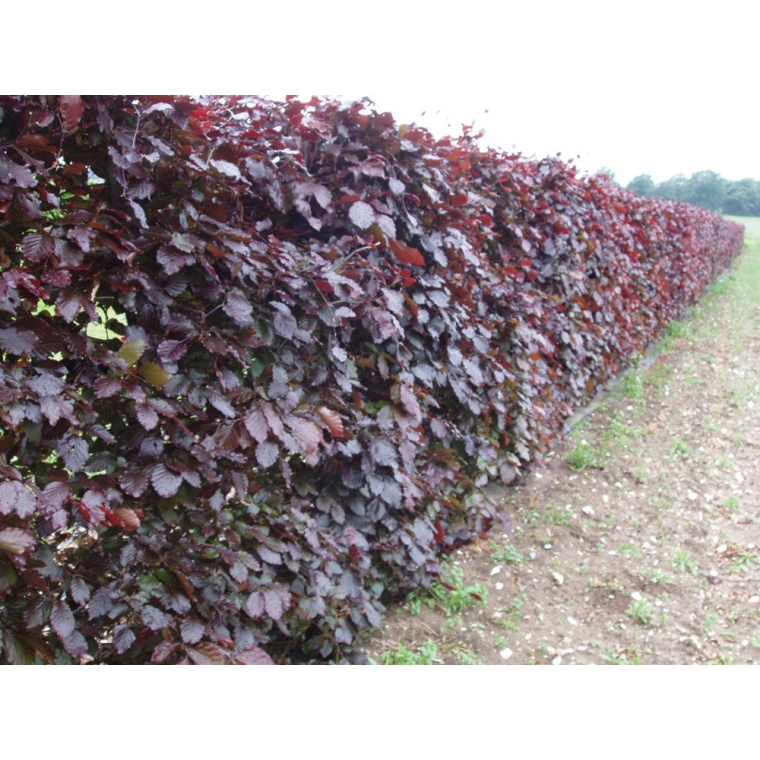 Fagus sylvatica'Atropunicea' ( Rode Beuk ) 