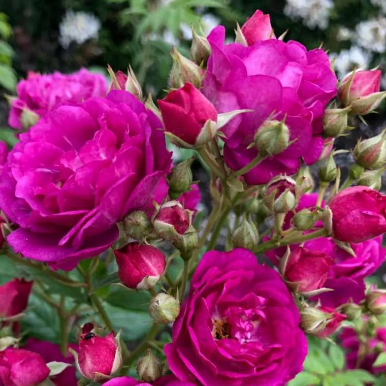 Rosa'Purple Siluetta' 