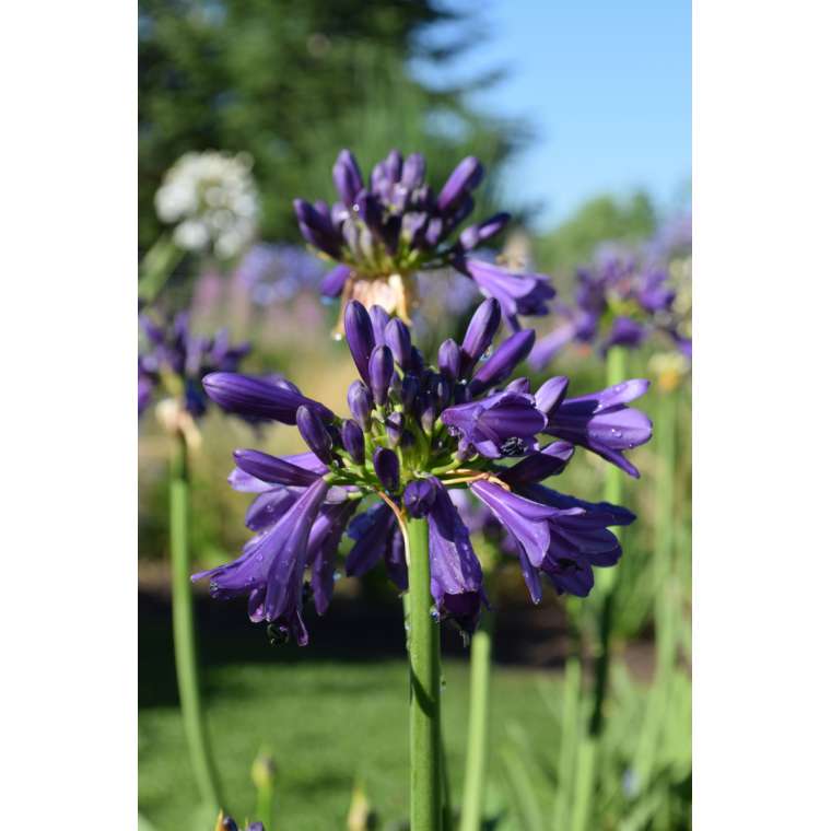 Agapanthus'Purple Delight' 