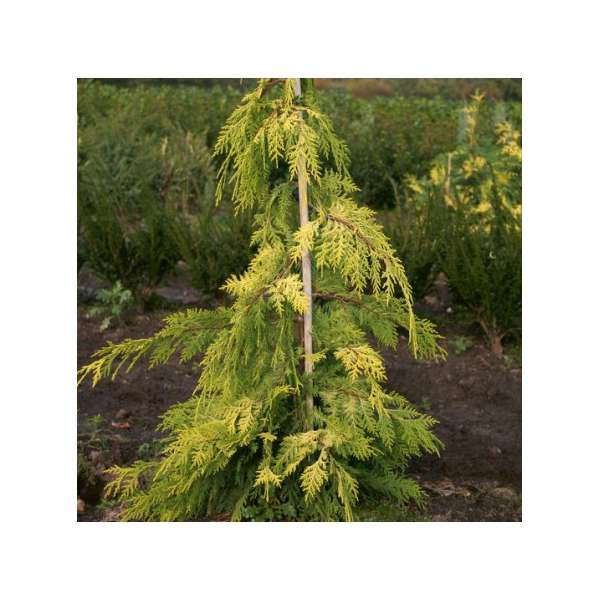 Chamaecyparis nootkatensis'Golden Waterfall' 