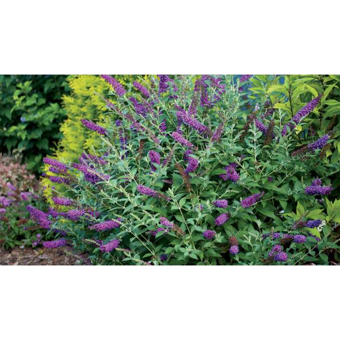 Buddleja'Miss Violet' 