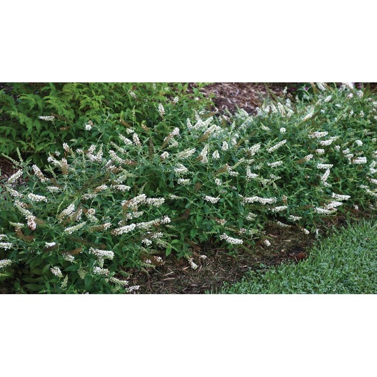 Buddleja'White Chip' 